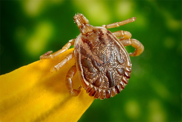 Protect Your Pets and Children from Ticks During the Sydney “Tick Plague”