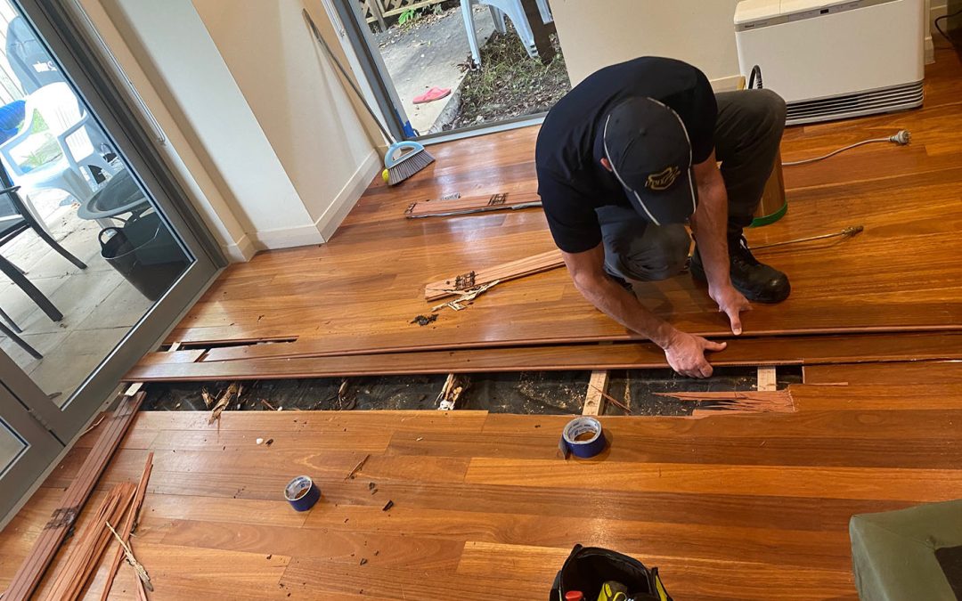Water Damage Brings Risk of Termite Infestations