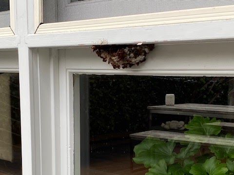 Large Wasp Nest Removed in Cammeray