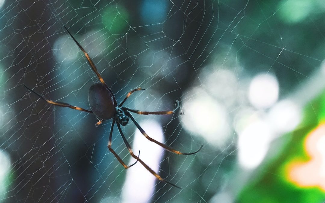Springtime Spiders in Sydney